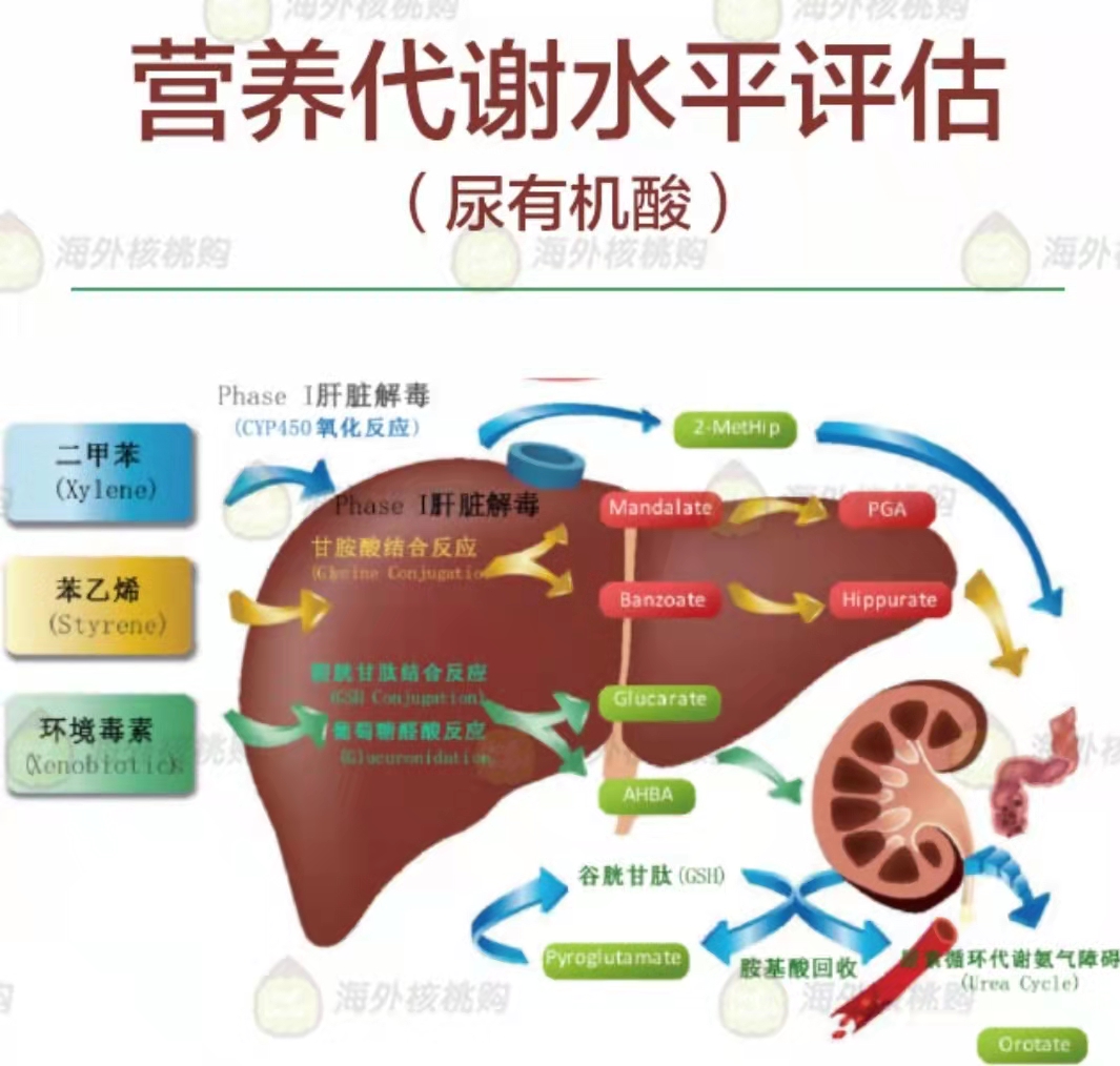 全套营养代谢水平评估（尿有机酸）